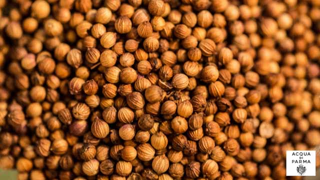 Tout Le Monde Aime Les Pingouins