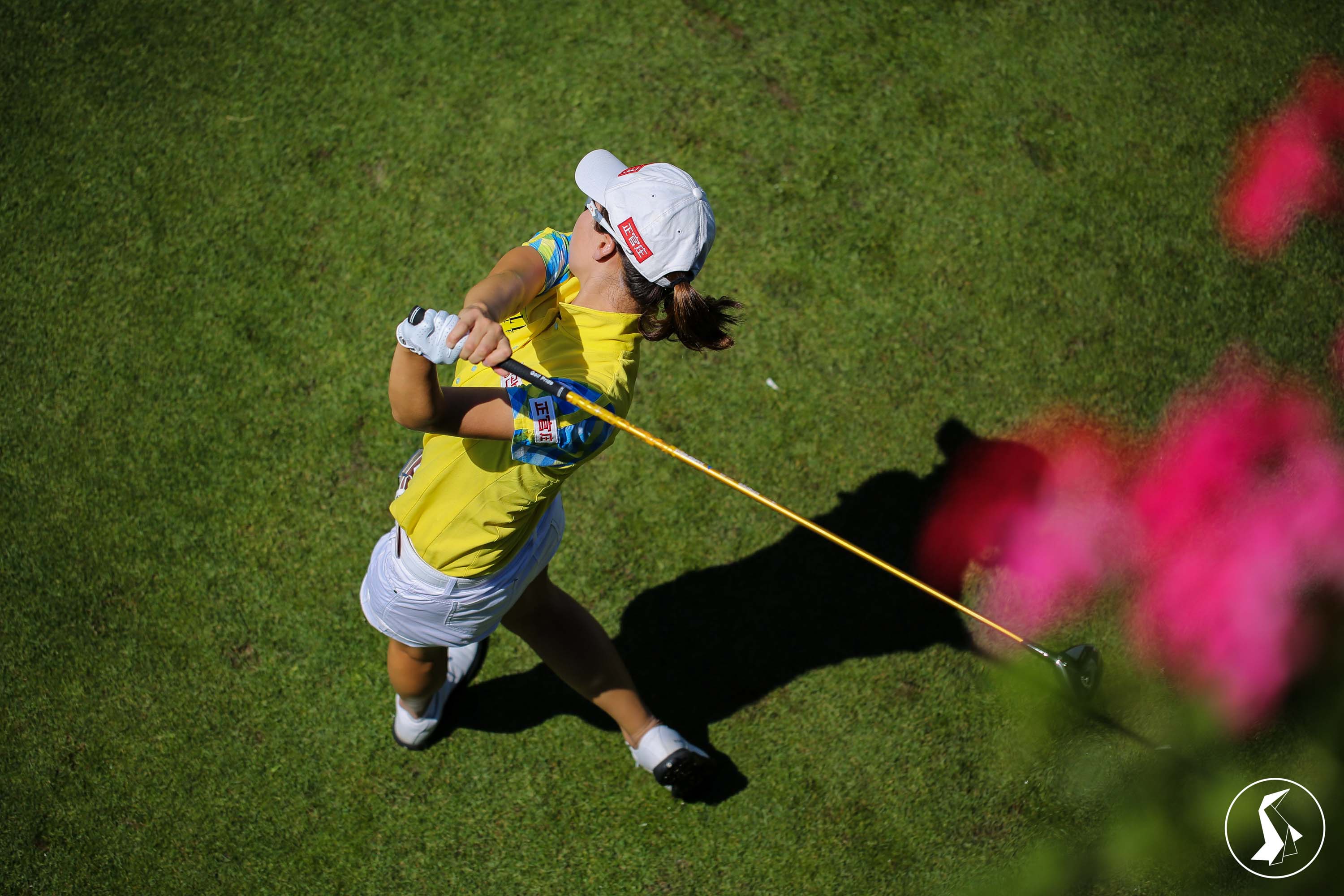 Tout Le Monde Aime Les Pingouins