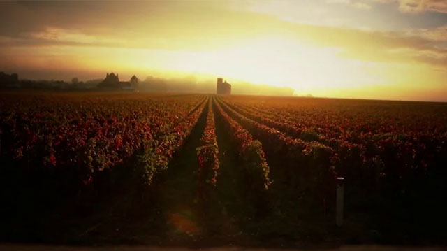 Tout Le Monde Aime Les Pingouins - Domaine Faiveley