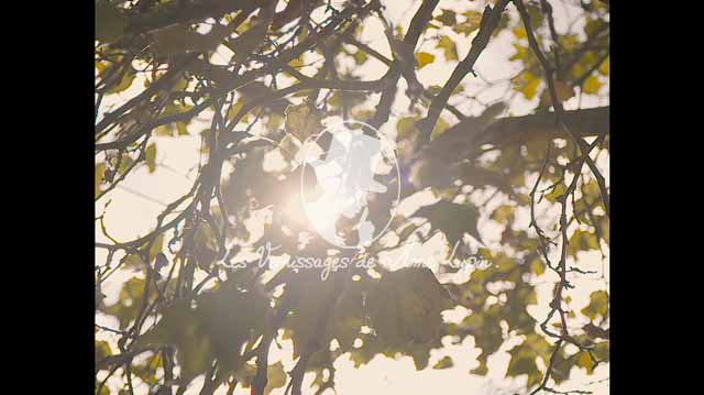 Tout Le Monde Aime Les Pingouins - RMadame Lupin